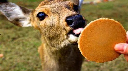 小鹿爆料恐龙视频,恐龙视频带你穿越时空,探寻史前巨兽奥秘 第2张 小鹿爆料恐龙视频,恐龙视频带你穿越时空,探寻史前巨兽奥秘 第2张